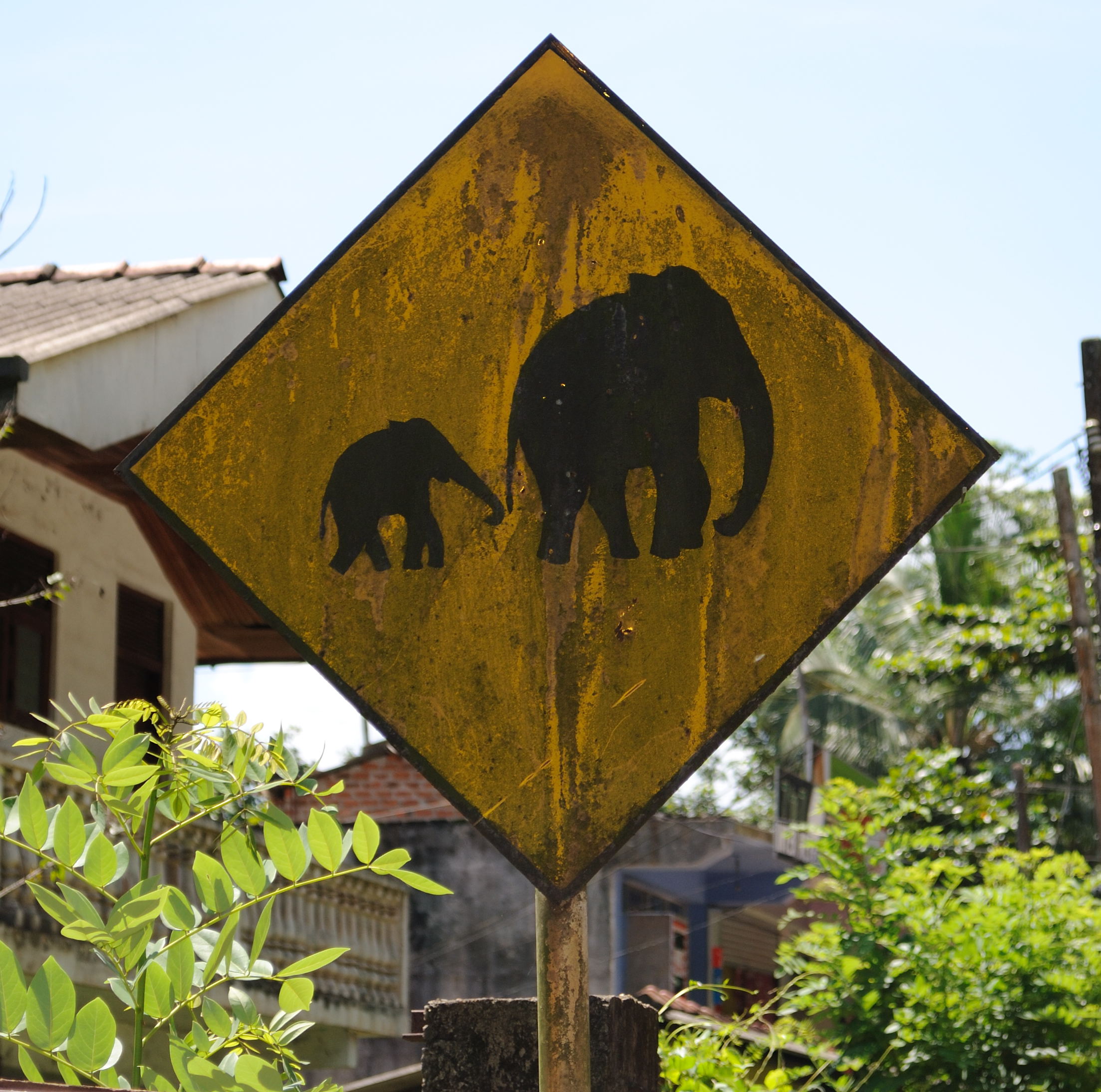 Znak drogowy - Uwaga słonie!